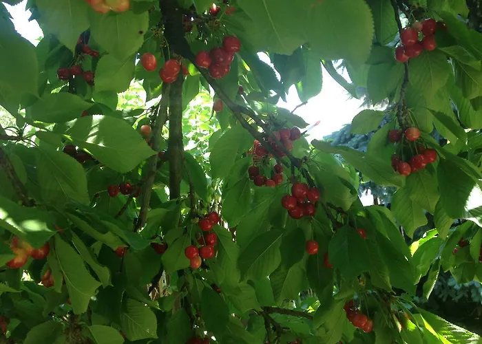 Abszolut Vendeghaz 게스트하우스 2*