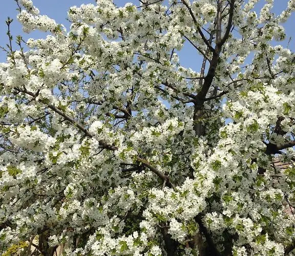 게스트하우스 Abszolut Vendeghaz 케츨리